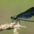 Motlice obecn, Calopteryx virgo