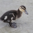 Kachna divok (Anas platyrhynchos)