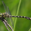 Vky (Odonata) jsou d okdlenho velkho hmyzu s zkm a velmi prothlm tlem, kter je v podstat nezamniteln s druhem z jinho du. V hmyzm svt pat vky mezi nejlep letce a jsou hmyzem s nejdokonalejm zrakem.