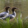 Mor��k velk� (Mergus merganser) je velk� vrubozob� pt�k z �eledi kachnovit� s rozs�hl�m are�lem roz���en�. Hojn� se vyskytuje na velk�m �zem� Evropy, Asie a Severn� Ameriky.