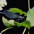 Motlice obecn, Calopteryx virgo