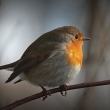 �ervenka obecn� (Erithacus rubecula)