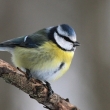 Skora modinka (Parus caeruleus)