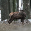 Jelen lesn (Cervus elaphus)