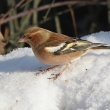 Pnkava obecn (Fringilla coelebs)