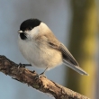 Skora babka (Parus palustris)