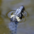 U�ovka obojkov� (Natrix natrix) je evropsk� nejedovat� had z �eledi u�ovkovit�ch (Colubridae), pod�eledi Natricinae a rodu Natrix