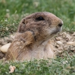 Sysel obecn� (Spermophilus citellus) je jedin� evropsk� z�stupce rodu sysel. Je jako v�ichni ostatn� veverkovit� z�stupcem ��du hlodavc�. Na rozd�l od p��buzn� veverky je to hlodavec zemn�.