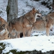 Vlk obecn (Canis lupus) je psovit elma. Postupn domestikace tohoto druhu vedla k vydlen poddruhu Canis lupus familiaris – psa domcho. Pvodn byl rozen po cel severn polokouli, nyn je jeho vskyt znan omezen.