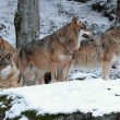Vlk obecn� (Canis lupus) je psovit� �elma. Postupn� domestikace tohoto druhu vedla k vyd�len� poddruhu Canis lupus familiaris – psa dom�c�ho. P�vodn� byl roz���en po cel� severn� polokouli, nyn� je jeho v�skyt zna�n� omezen.