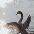 Labu� velk� (Cygnus olor)