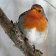 �ervenka obecn� (Erithacus rubecula)