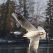 Racek chechtav� (Larus ridibundus)