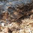 Drozd kvala (Turdus pilaris)