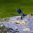 Mot�lice leskl�, Calopteryx splendens