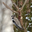 Strakapoud mal� (Dendrocopos minor)