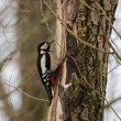 Strakapoud velk (Dendrocopos major)