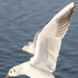 Racek chechtav� (Larus ridibundus)