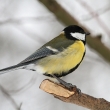 Skora koadra (Parus major)