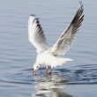 Racek chechtav� (Larus ridibundus)