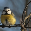 Skora modinka (Parus caeruleus)