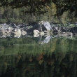Gosaulacke