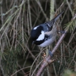 S�kora lu�n� (Parus montanus)