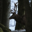Jelen lesn (Cervus elaphus)
