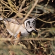 Skora parukka (Parus cristatus)