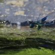 Mot�lice leskl�, Calopteryx splendens
