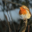 �ervenka obecn� (Erithacus rubecula)
