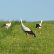 ��p b�l� (Ciconia ciconia)
