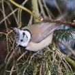 Skora parukka (Parus cristatus)