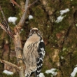 Strakapoud mal (Dendrocopos minor)